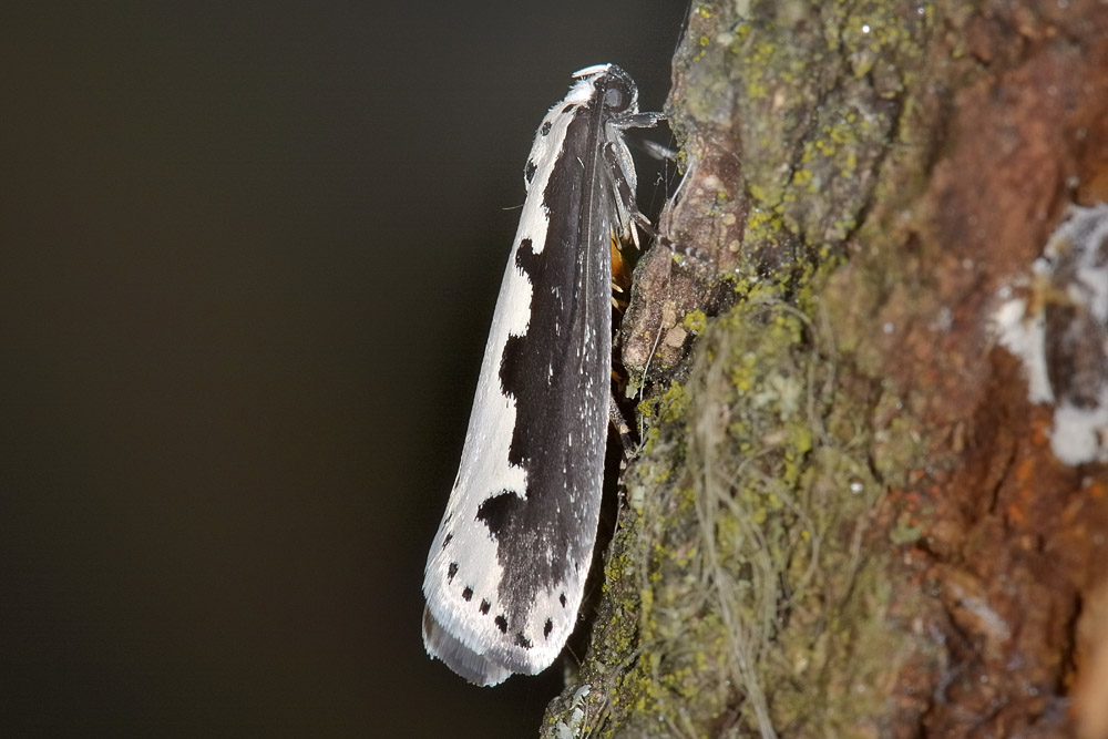 Ethmia bipunctella (Elachistidae)